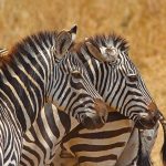Tarangire National Park