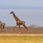 Lake Manyara National Park