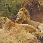 Ngorogoro Crater