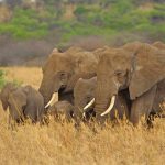 Serengeti