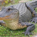 Everglades National Park