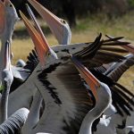 Kangaroo Island
